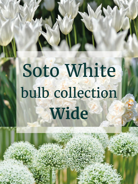 Soto White - Bulb Collection - Wide